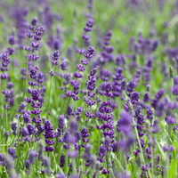 Lavandula 19cm kruka, lila plastkruka ,Lavandula angustifolia 'Blue Scent'