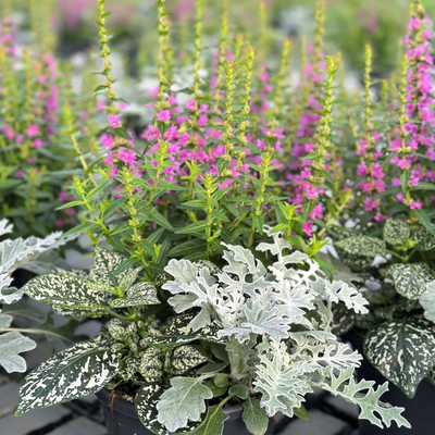 Sommarplantering 3L Kruka med Rosa Blommor och Silvergrönt Bladverk